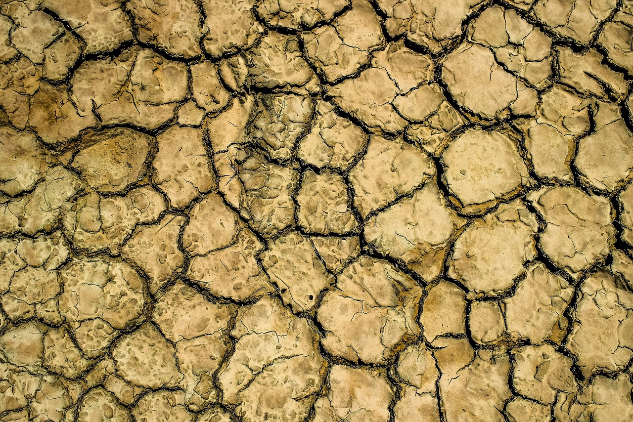 Tips for Creating a Drought-Tolerant Eco-Friendly Landscape